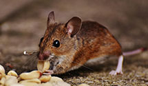 24 Hour & Emergency Exterminators in Perryville, MO